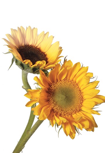 Inside Out: Sunflower