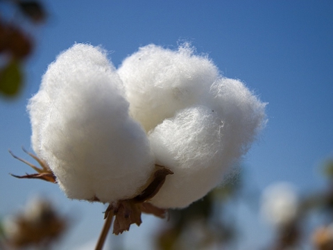 is cotton sustainable?