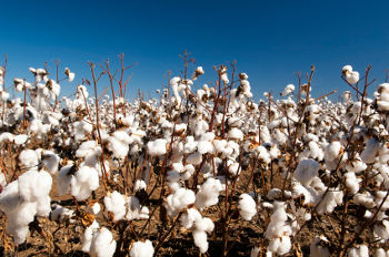 APDN Provide Counterfeit Protection Extra Long Staple Pima Cotton Producer