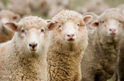 Wool Prices Slip October
