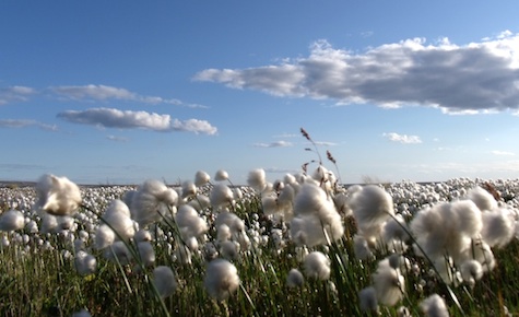 cotton
