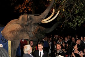 Elephants in the garden of Pré Catelan