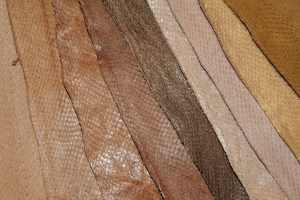 Salmon skins from Atlantic leather.