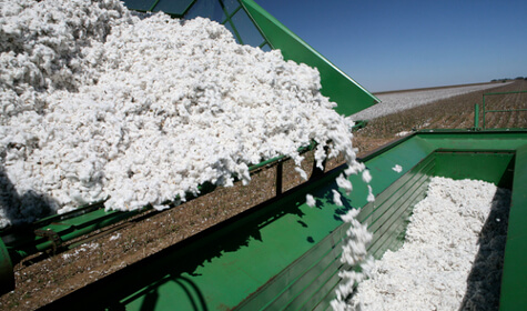 USDA: Bangladesh Overtakes China World’s Largest Cotton Importer