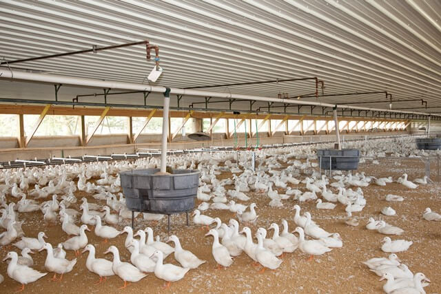 duck pictures