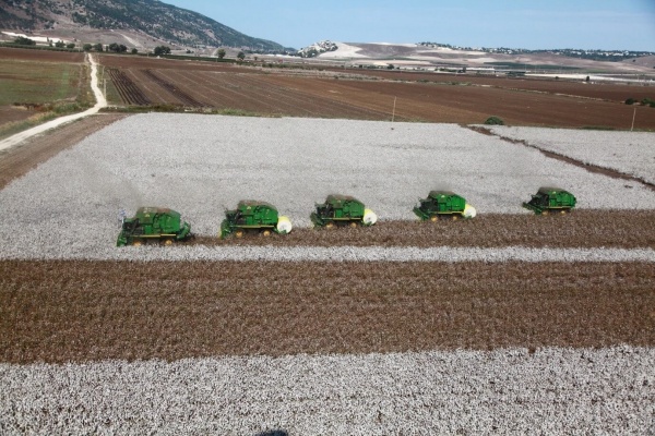 Israeli cotton field