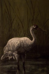 North American Whooping Crane by Nikki Vail