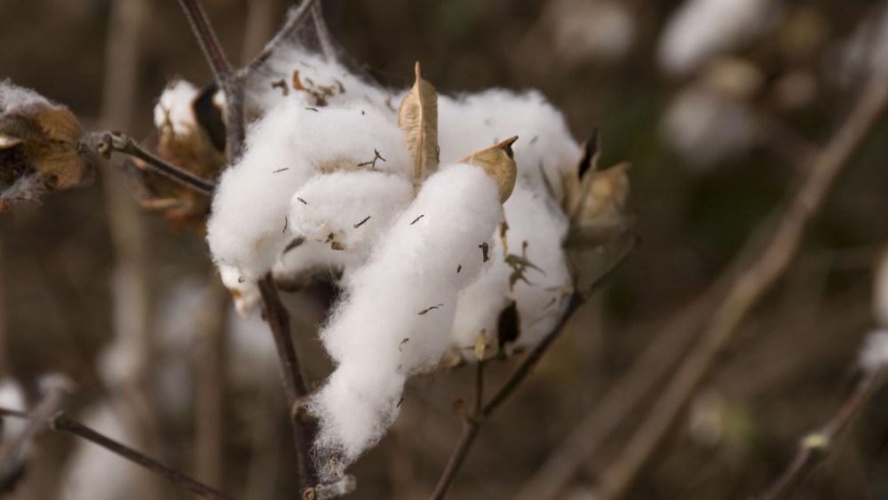 Cotton plant