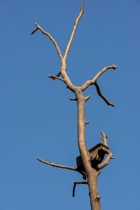 The Giuseppe Penone sculpture in front of the Fendi flagship.