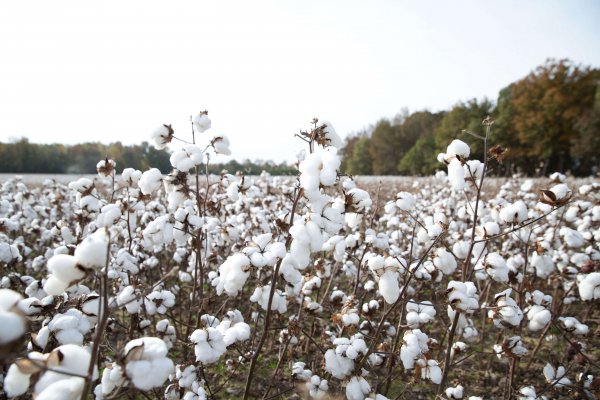 Global Cotton Production Continues Recover