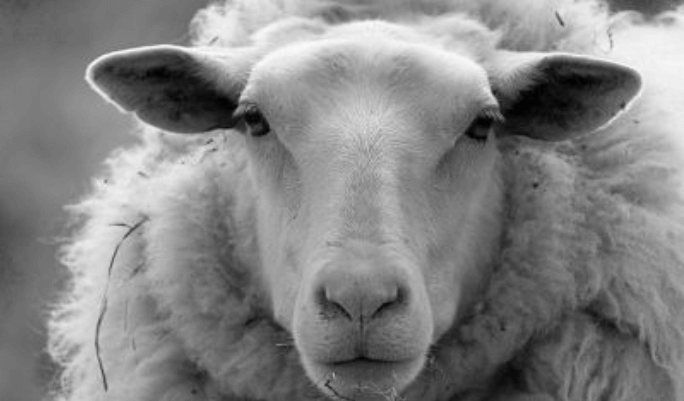 Argentina Adopts Responsible Wool Standard to Rehabilitate its Reputation