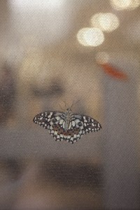 A butterfly from the storeÕs window display.
