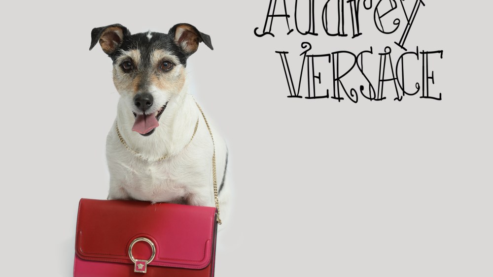 Donatella's Dog Stars in New Versace Capsule Collection
