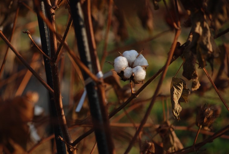 Gap Joins Better Cotton Initiative