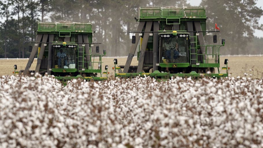cotton tilling in the field