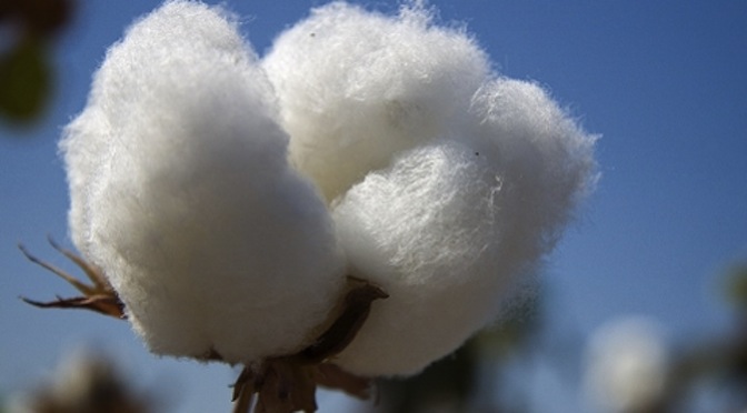 Better Cotton Initiative and USFIA Team Up Responsible Cotton Sourcing