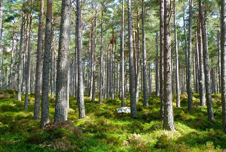 VF Corp Acts Minimize Impacts on Endangered Forests