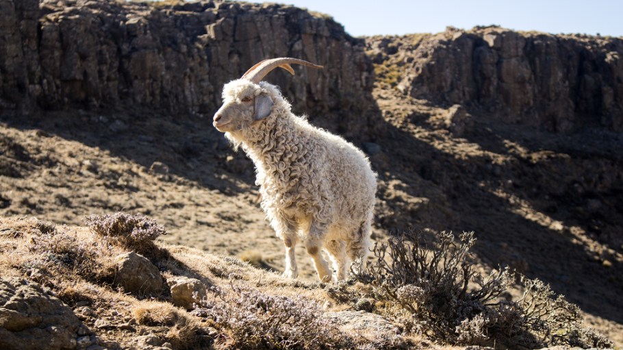 A South Africa mohair group clapped back at claims about animal abuse in its national industry.