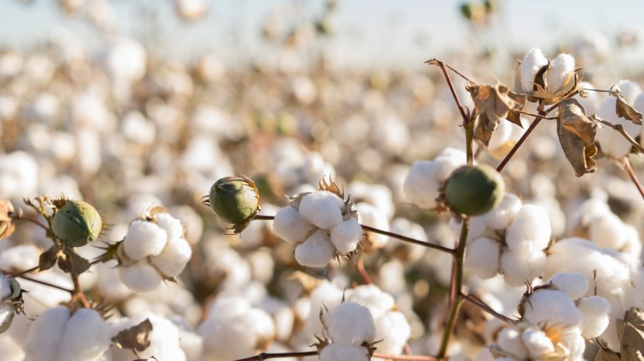 cotton