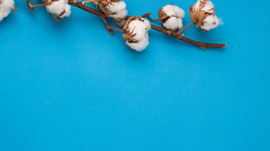bolls of cotton
