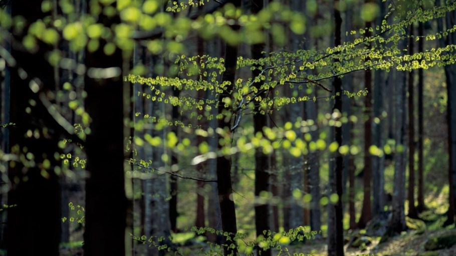 Lenzing's web processing technology aims to foster more sustainable non-wovens.