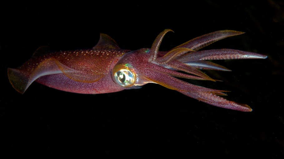 Self-Healing Fabrics Made with Squid Genes Could Save Environment