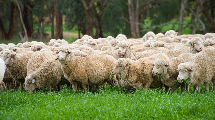 New Zealand to Ban Mulesing in Wool Production by October 1st