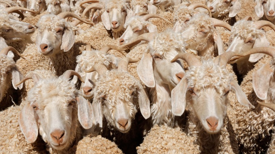 Mohair goats