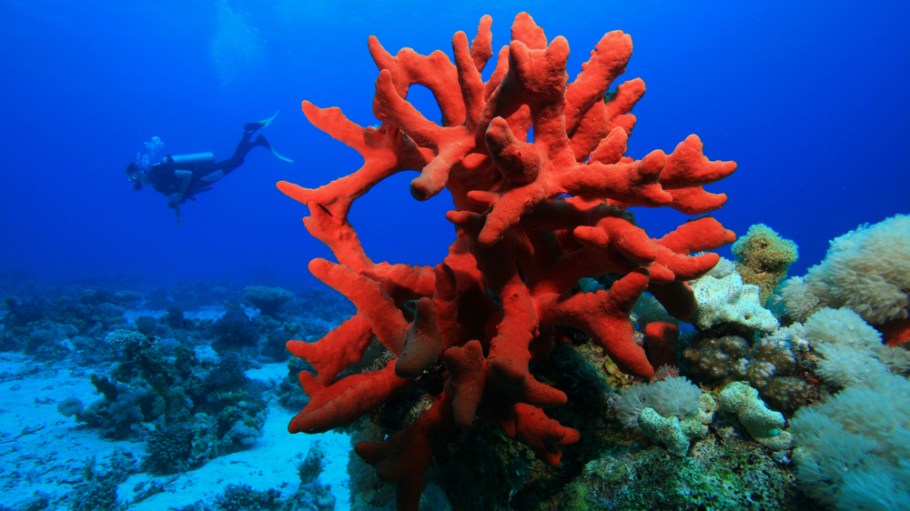 Biofashion Looks to Kelp and Coral for Eco-friendly Solutions