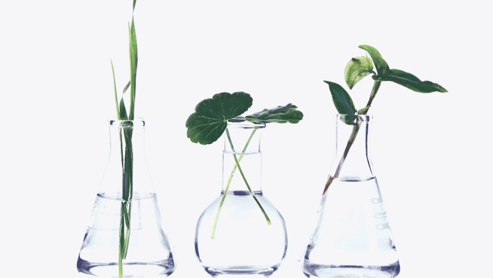 Plants in test tubes, isolated on white; Shutterstock ID 205939777