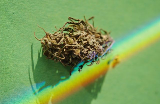Buds of CBD - Grass in colorful rainbow lighitng