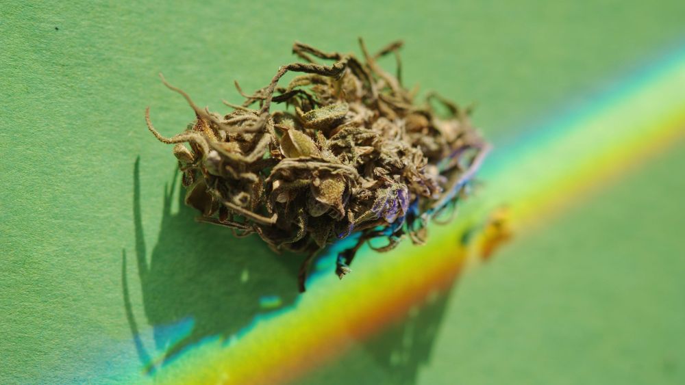Is the Grass Always Greener? The Trials and Tribulations of Launching a CBD Brand