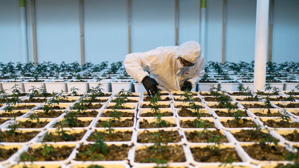 An employee works in an indoor cultivation facility of CBD hemp plants at Medropharm, pictured in Kradolf-Schoenenberg, Canton of Thurgau, Switzerland, on October 18, 2017. Medropharm specialises in the extraction, production and marketing of pharmaceutical grade cannabinoids and cannabinoid-containing products.Archive