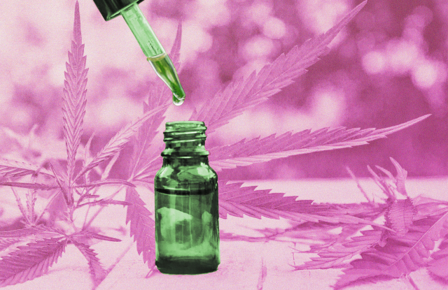 Cannabis herb and leaves for treatment broth, tincture, extract, oil. Selective focus. nature; Shutterstock ID 1166078620; Usage (Print, Web, Both): web; Issue Date: 4/18/19; Comments: CBD story
