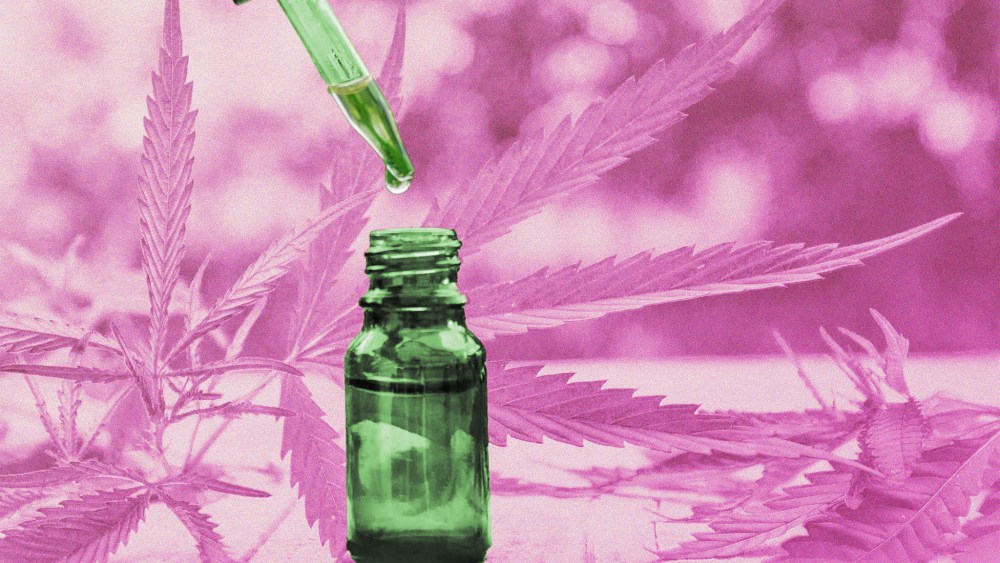 Cannabis herb and leaves for treatment broth, tincture, extract, oil. Selective focus. nature; Shutterstock ID 1166078620; Usage (Print, Web, Both): web; Issue Date: 4/18/19; Comments: CBD story
