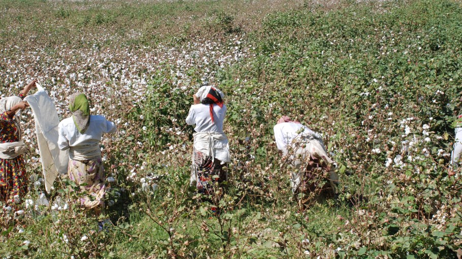 Despite Progress, Forced Labor Persists in Uzbekistan's Cotton Fields