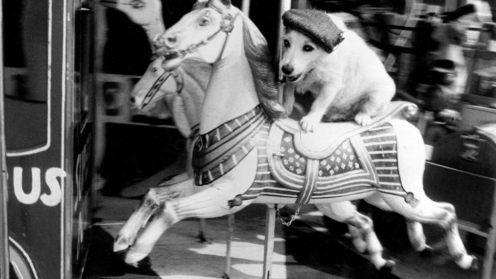 Jack Russell Terrier with cap rides horse carousel