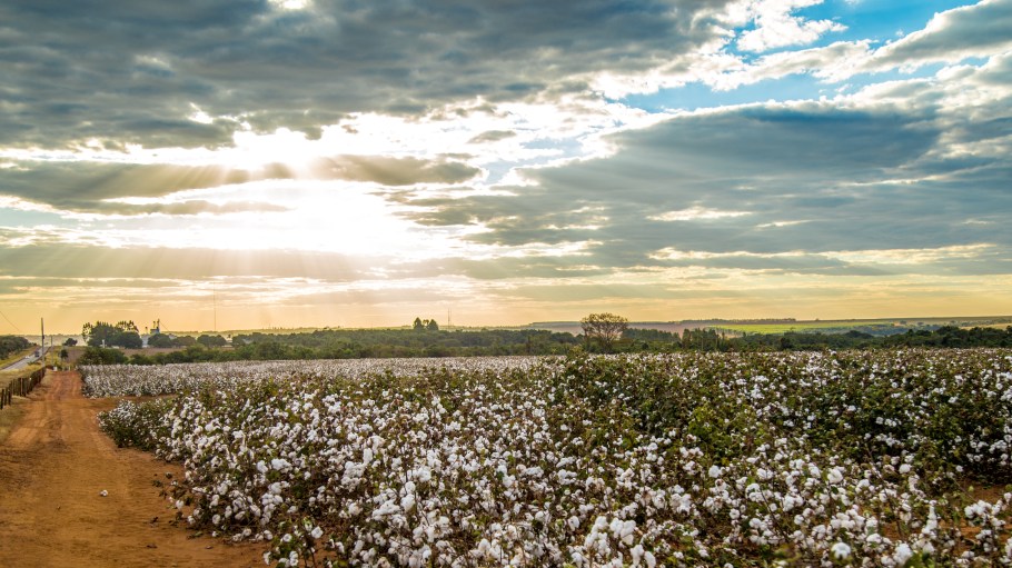 cotton field