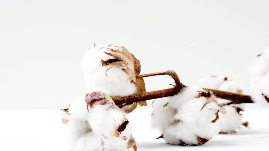 A California cotton grower ordered $1 million of Applied DNA Science’s SigNature T taggant for the 2019-20 ginning season.