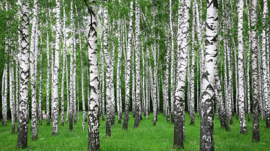 birch trees