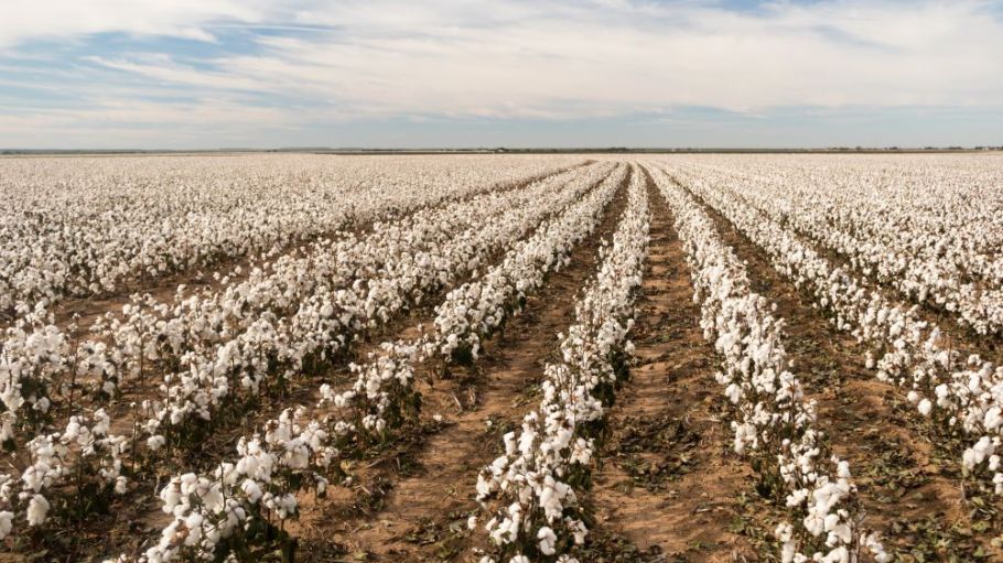 Cotton USA and Oritain have signed a deal to provide forensic verification of the origin for all U.S. cotton.