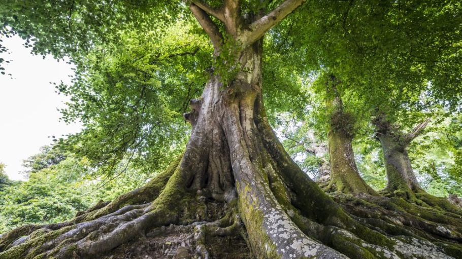 Spearheaded by Canadian nonprofit Canopy, Pack4Good is a new initiative that aims to curtail the world’s “voracious appetite for packaging."