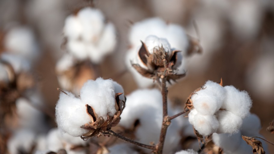 With organic cotton the rise, a Technavio report projects that the global denim and jeans market will grow by more than $14 million by 2024.