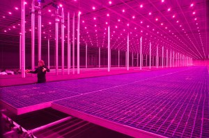 "Countryside, The Future" at the Guggenheim