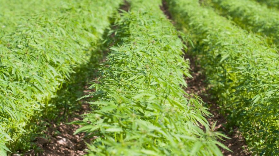 Panda Biotech is developing a 255,000-square-foot hemp decortication plant in Texas that will process up to 130,000 tons of fiber annually.