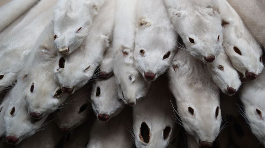 PETA is urging Nordstrom to ban fur after an undercover video revealed widespread mistreatment of fur-bearing animals at farms in Russia.