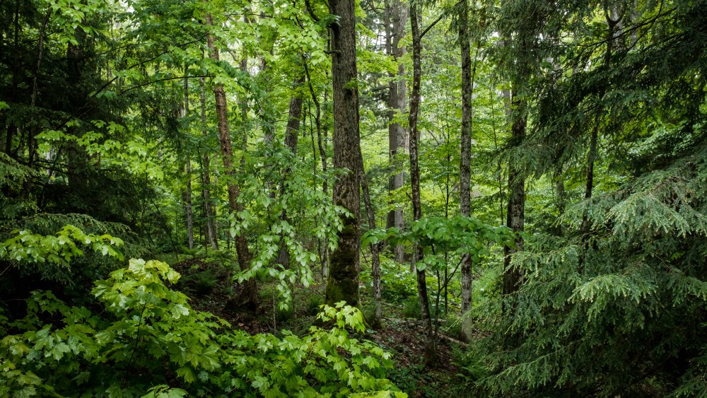 Lush green mixed forest view