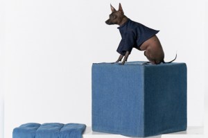 Dog Apparel
