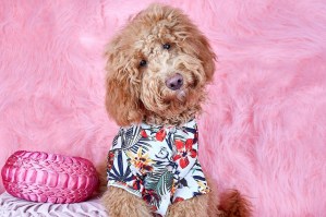 Dog Apparel