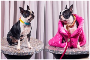 Dog Apparel